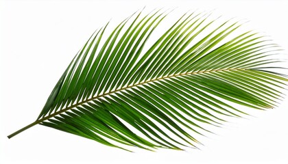 Obraz premium Coconut Palm Leaf Isolated For Object And Retouch Design