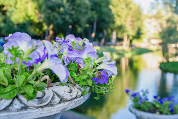 Violet Petunias Blooming in Stone Decorative Garden Planter
