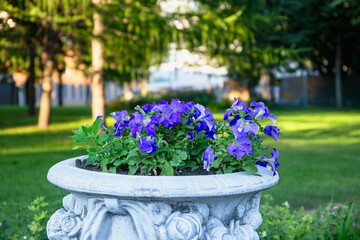 Violet Petunias Blooming in Ornamental Garden Planter In City Park