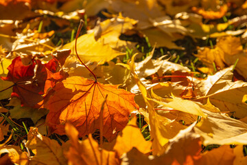 Close-Up of Orange Maple Leaf in Autumn Sun