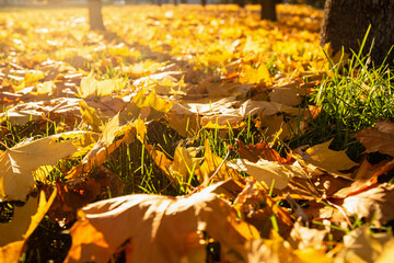 Golden Autumn Leaves on Ground in Sunlight