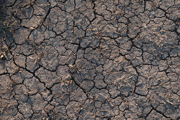 Dry cracked grey earth