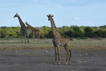 Steppengiraffen (giraffa camelopardalis) im Etoscha Nationalpark