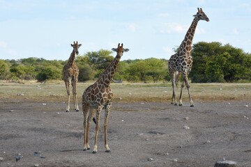 Giraffenherde (giraffa camelopardalis) am Wasserloch Nuamses im Etoscha Nationalpark