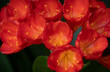 Vibrant flowers of bush lily, clivia miniata