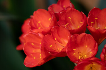 Vibrant flowers of bush lily, clivia miniata