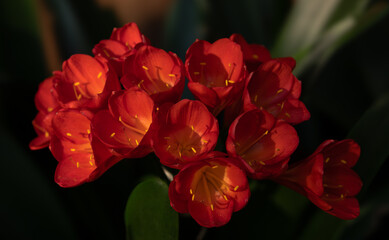 Vibrant flowers of bush lily, clivia miniata