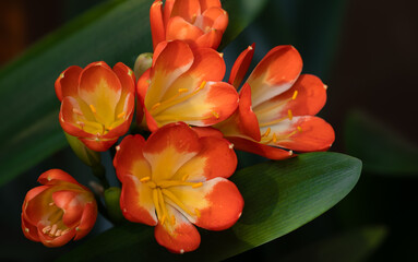 Vibrant flowers of bush lily, clivia miniata