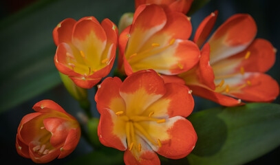 Vibrant flowers of bush lily, clivia miniata