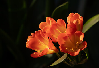 Vibrant flowers of bush lily, clivia miniata
