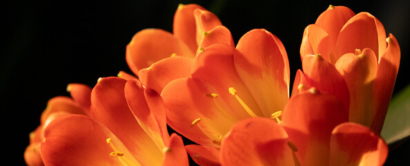 Vibrant flowers of bush lily, clivia miniata