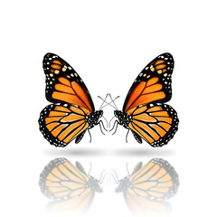 Fototapeta premium Beautiful Monarch Butterfly with Open Wings on White Background