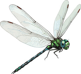 Dragonfly, insect, wings, green, blue, flight, nature, illustration, realistic, anatomy, bug, detailed, transparent, compound, pattern