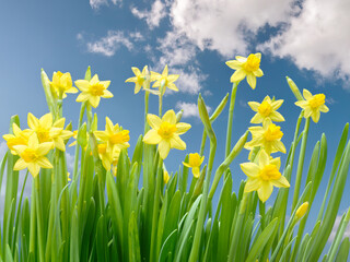 Bunch of fresh garden daffodils over blue sky