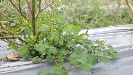 Clover plants growing on mulch.