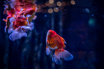Vibrant goldfish swimming gracefully in a tranquil aquarium environment.