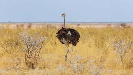 Female Ostrich (Struthio camelus) walking in the savannah, Etosha National Park Namibia