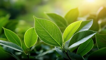 A Close Up Shot Of A Plant With Green Leaves Ideal For Using In Gardening Or Nature Related Contexts
