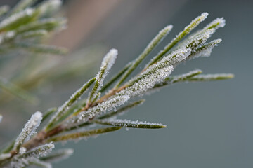 Macro photo from pinetree needles with ice in the winter