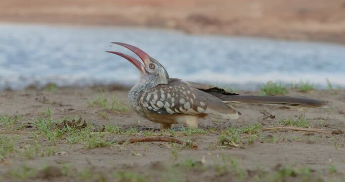 4K video; Southern red-billed hornbill (Tockus rufirostris) foraging on bank of little lake, Botswana