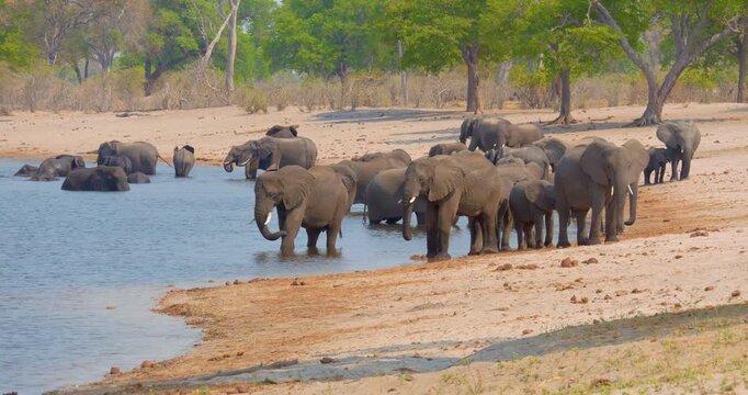 4K video; herd of African elephants (Loxodonta africana) relaxing in and drinking from the Kwando river in late afternoon, Namibia
