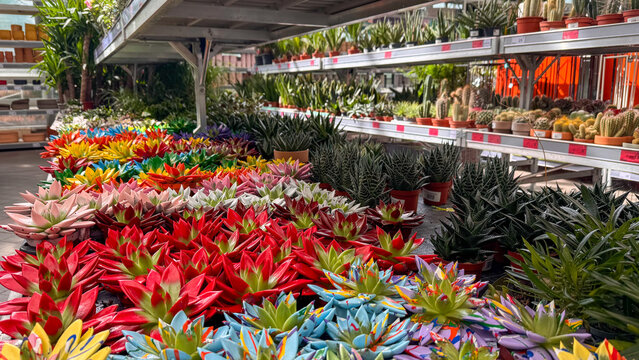 Vibrant painted succulents on display at garden center. Colorful echeveria and aloe plants arranged on metal shelves in flower shop