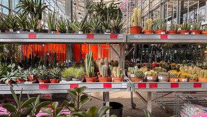 Various types of cacti and succulents in pots arranged on metal shelves at garden store. Indoor greenhouse plant section