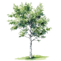 Fototapeta premium Birch tree illustration watercolor style, Elegant watercolor illustration of a birch tree, highlighting its tall, slender form and bright green leaves, isolated on transparent background