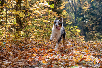 Playful border collie running joyfully through autumn forest