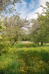 Scenic path through lush blooming orchard under blue sky