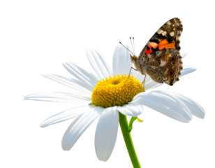 Angled 3D perspective of a bright white daisy on green stem with a small butterfly ge