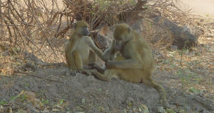 4K video; two Chacma baboons (Papio ursinus); mother grooming her child, Chobe National Park Botswana
