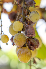 Cluster of ripe and unripe grapes hanging from a vine, showcasing a mix of green and brown hues against a blurred natural background, highlighting organic growth and freshness