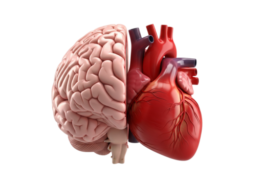 Human Brain and Heart Anatomy Combined Representation for Medical Science and Health Concepts isolated on transparent background