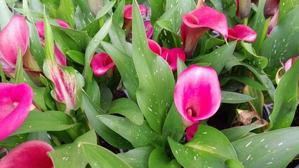 Beautiful Calla Lilies in the garden.