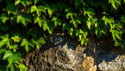 Green ivy on stone wall