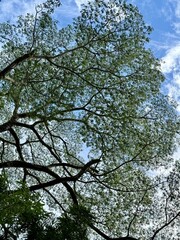 Typical tree in Hawaii