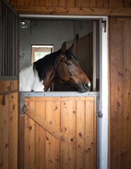 Horse in a stable
