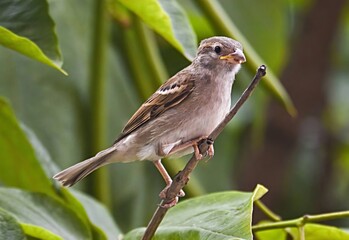 Young sparrow perched on tree branch among leaves

