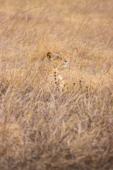 Lioness hiding in the grass