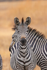 zebra close up