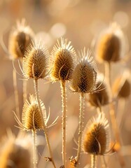 Obraz premium Golden dried seed heads