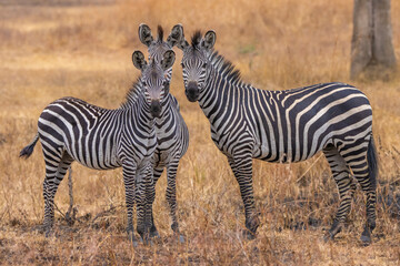 zebras in the savannah