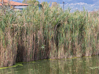 Wonderful village in Tuscany. View of the Puccini lake, tower Puccini, Tuscany, Italy