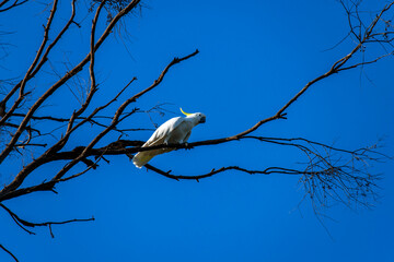 A striking Sulphur-crested Cockatoo (Cacatua galerita) perches