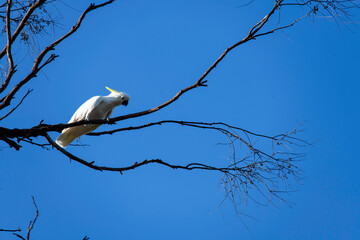 A striking Sulphur-crested Cockatoo (Cacatua galerita) perches