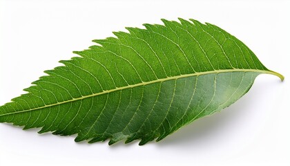 Obraz premium Neem Leaf Isolated On White