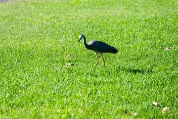 A White-faced Heron (Egretta novaehollandiae) gracefully walks