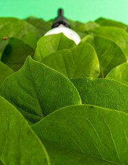 Green leaves surround a white object