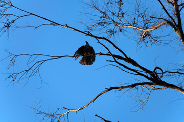 Red-tailed Hawk (Buteo jamaicensis)